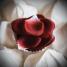 Лепестки роз Rose Petal Explosion Bijoux Indiscrets Лепестки роз романтика