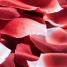 Лепестки роз Rose Petal Explosion Bijoux Indiscrets Лепестки роз романтика
